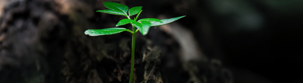 Photo d'une plante verte dans un boisé